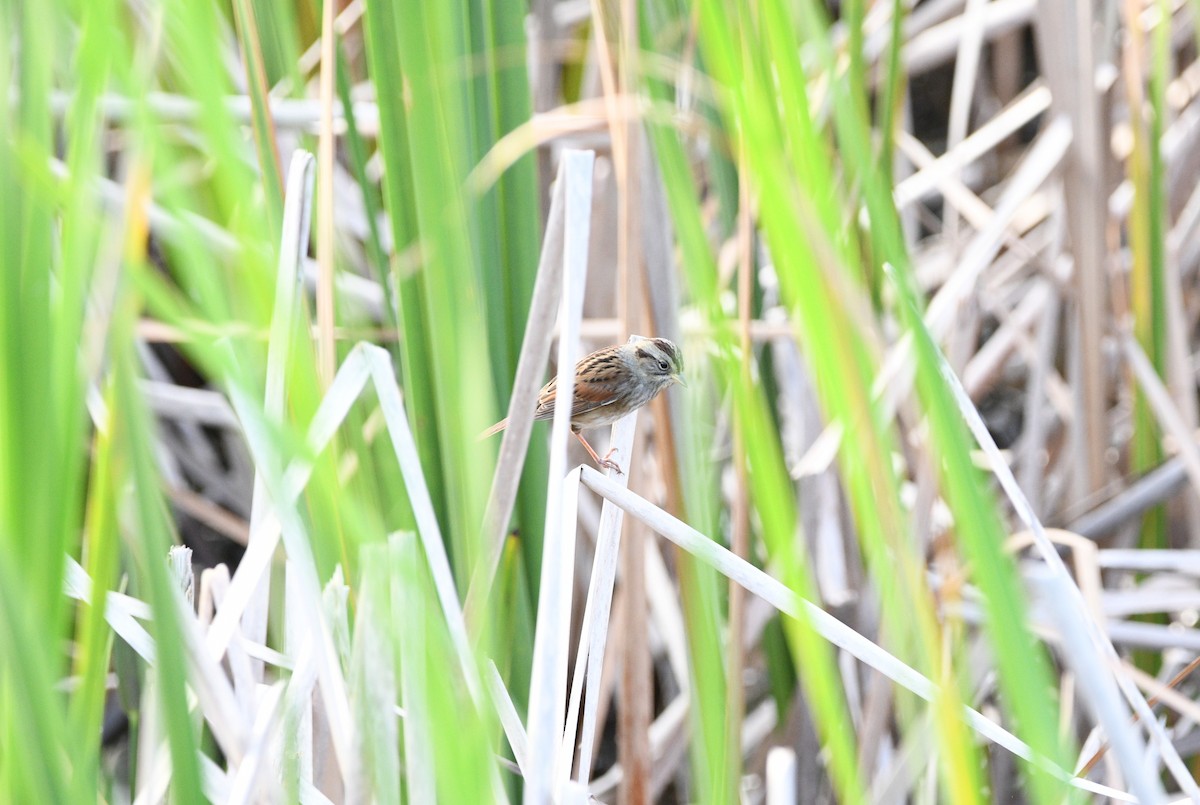 Swamp Sparrow - ML644497454