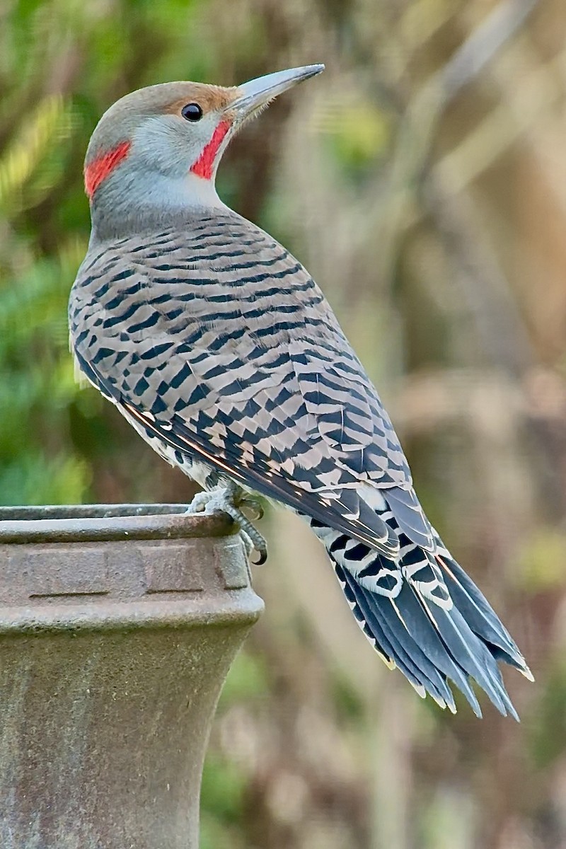 Northern Flicker (Yellow-shafted x Red-shafted) - ML644497458