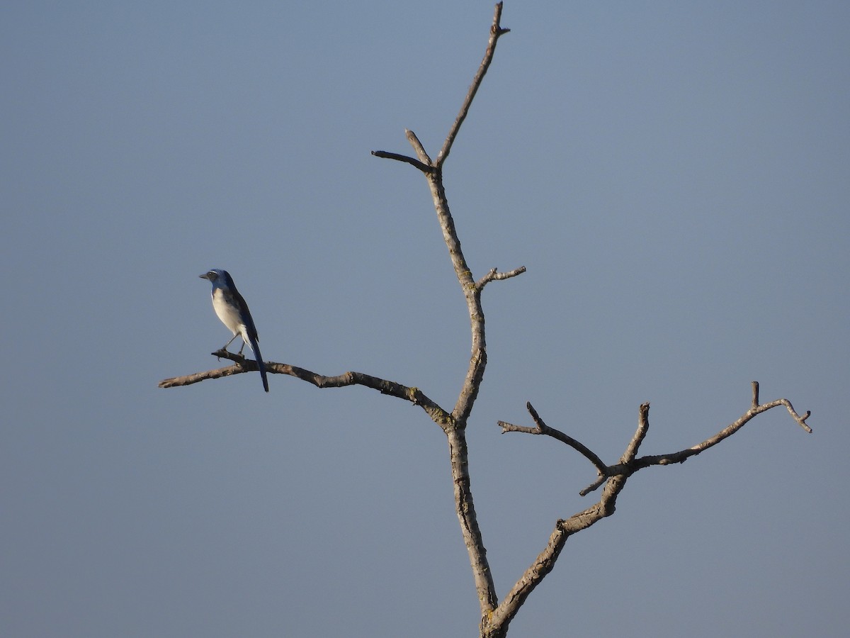 Калифорнийская сойка - ML644497480