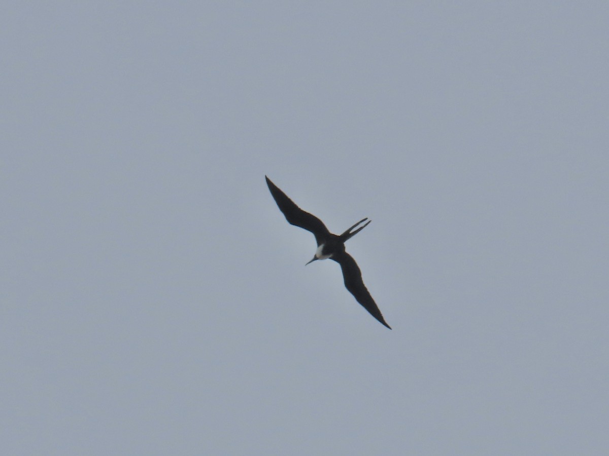 Magnificent Frigatebird - ML644497481