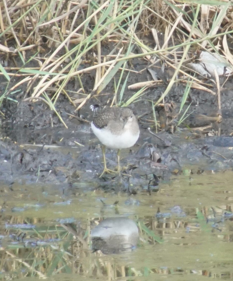 Solitary Sandpiper - ML644497484