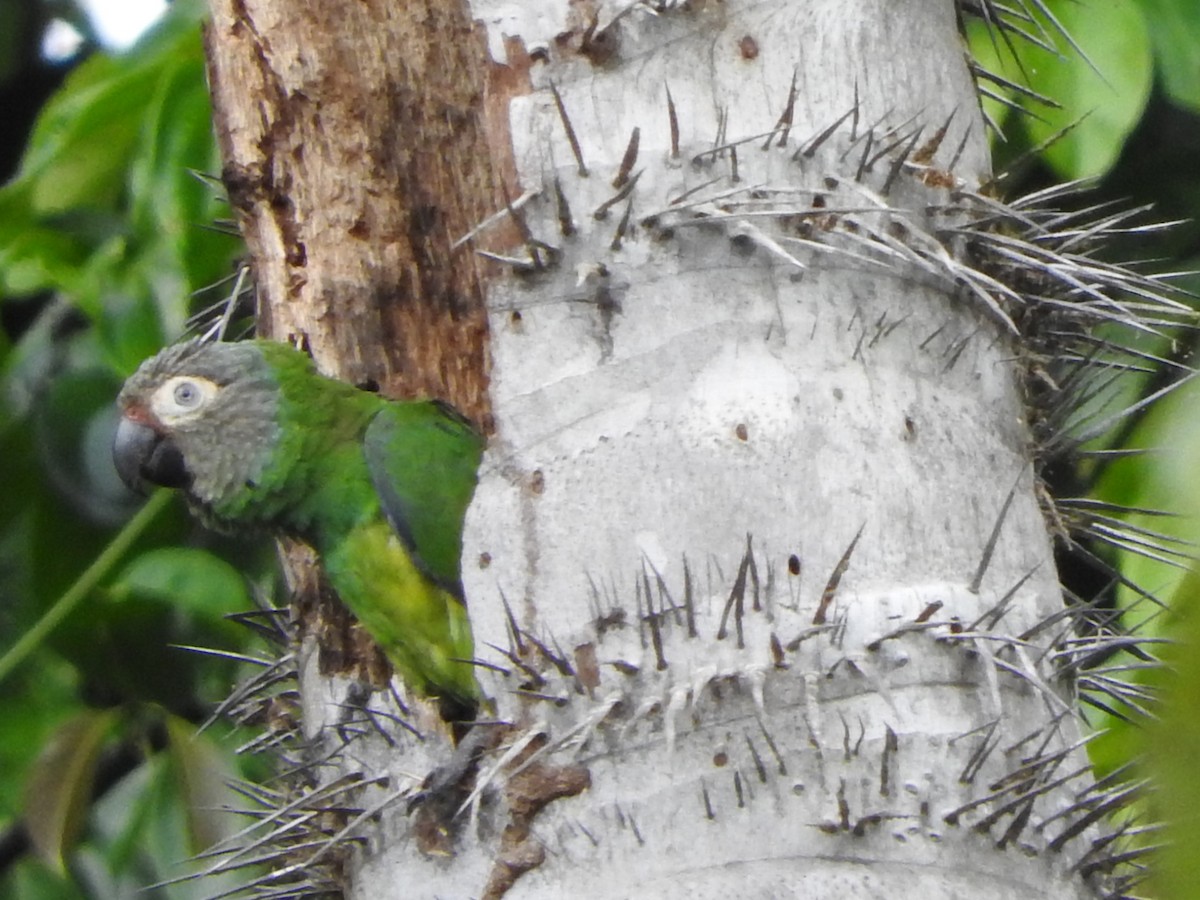 Aratinga Cabecifusca - ML644497488