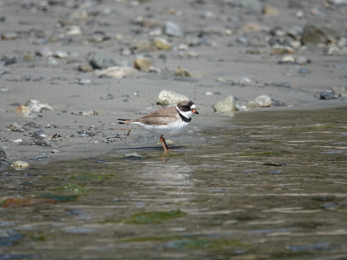 Pluvier semipalmé - ML644497496