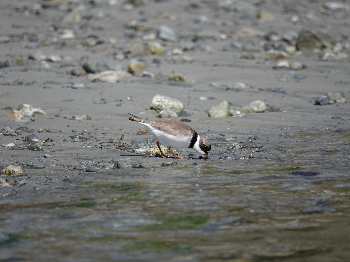 Pluvier semipalmé - ML644497502