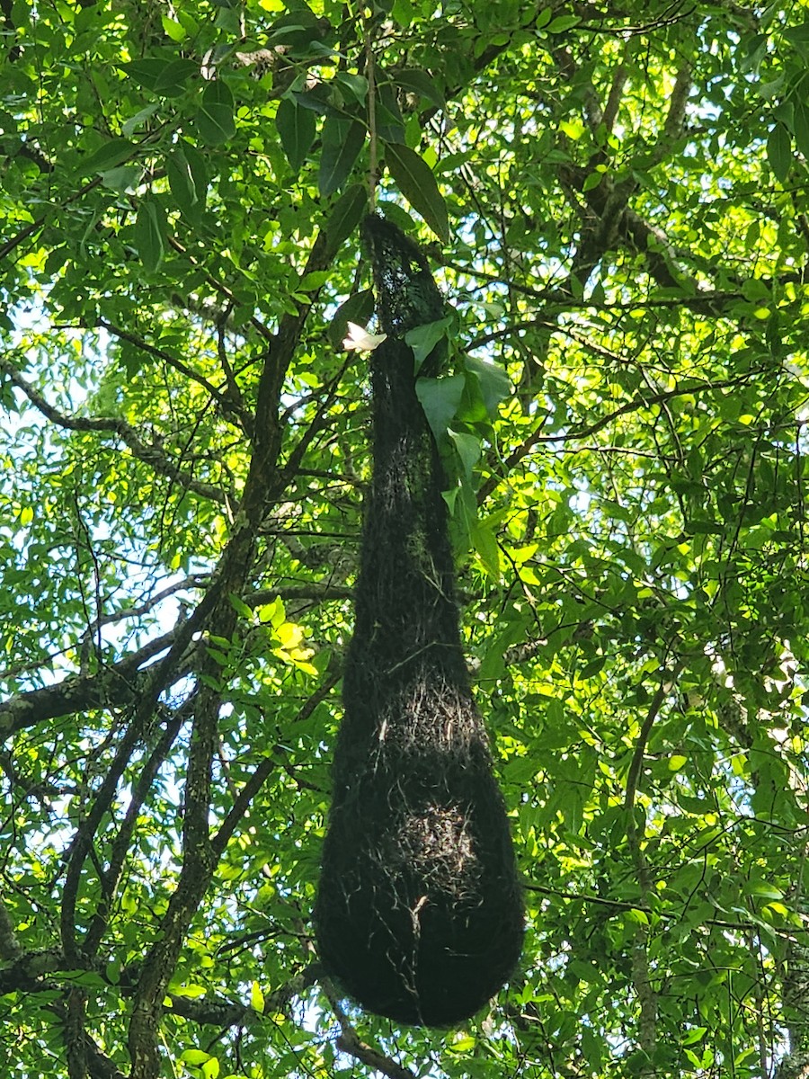 キンバネツリスドリ - ML644497505