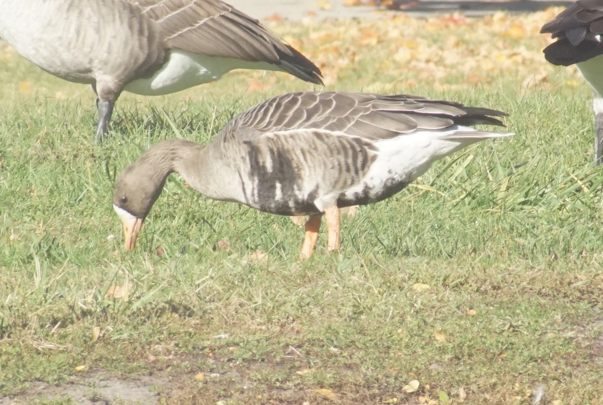 Greater White-fronted Goose - ML644497513