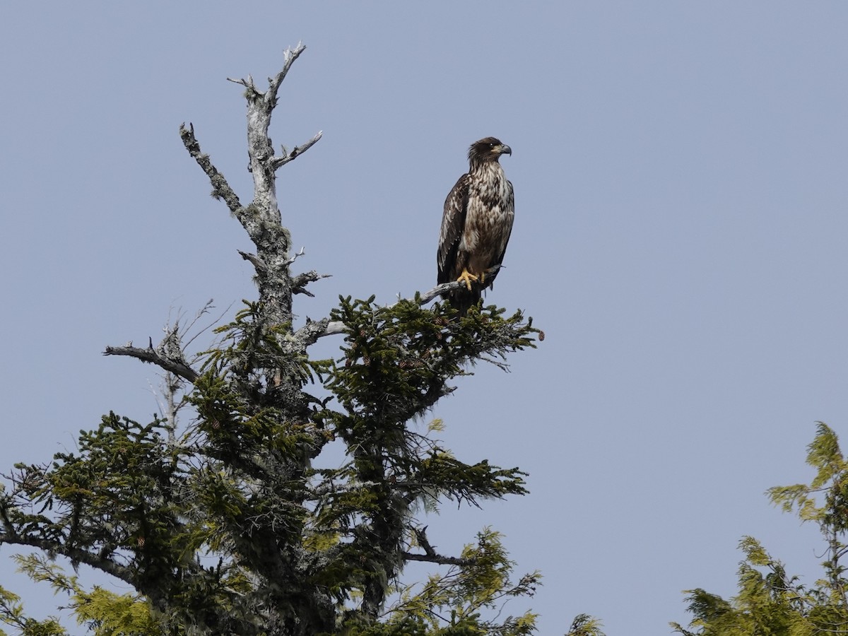 Pygargue à tête blanche - ML644497514