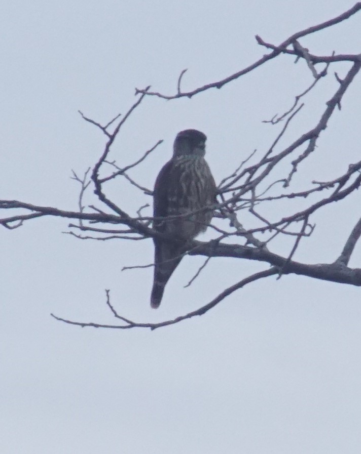 Merlin - ML644497529