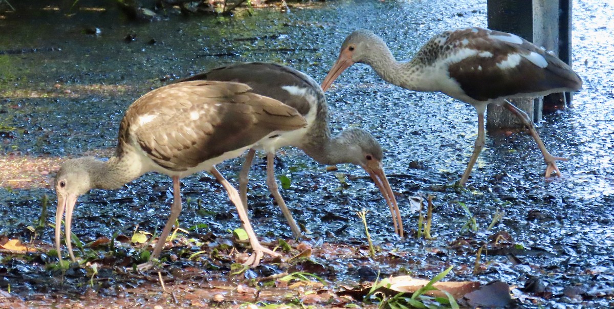White Ibis - ML644497532