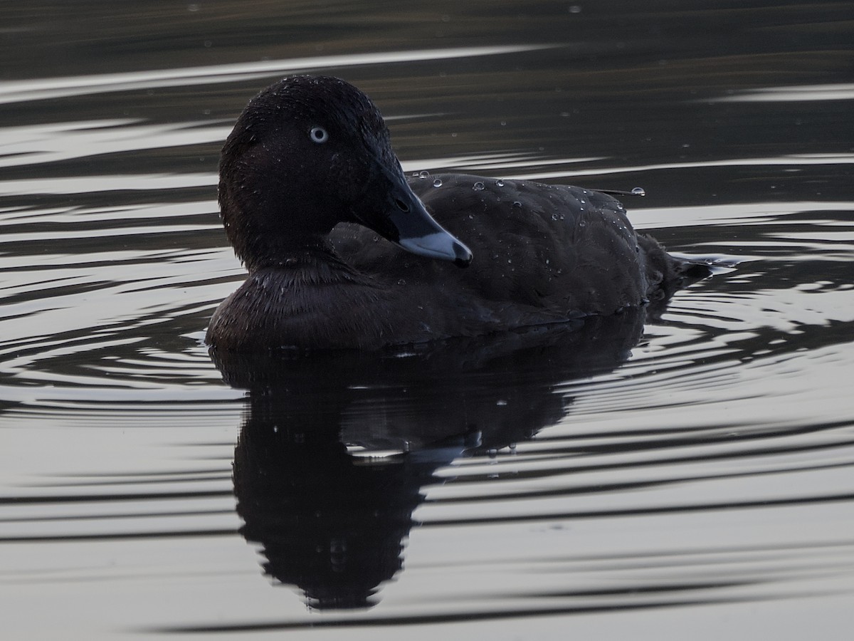 Hardhead - ML644497542