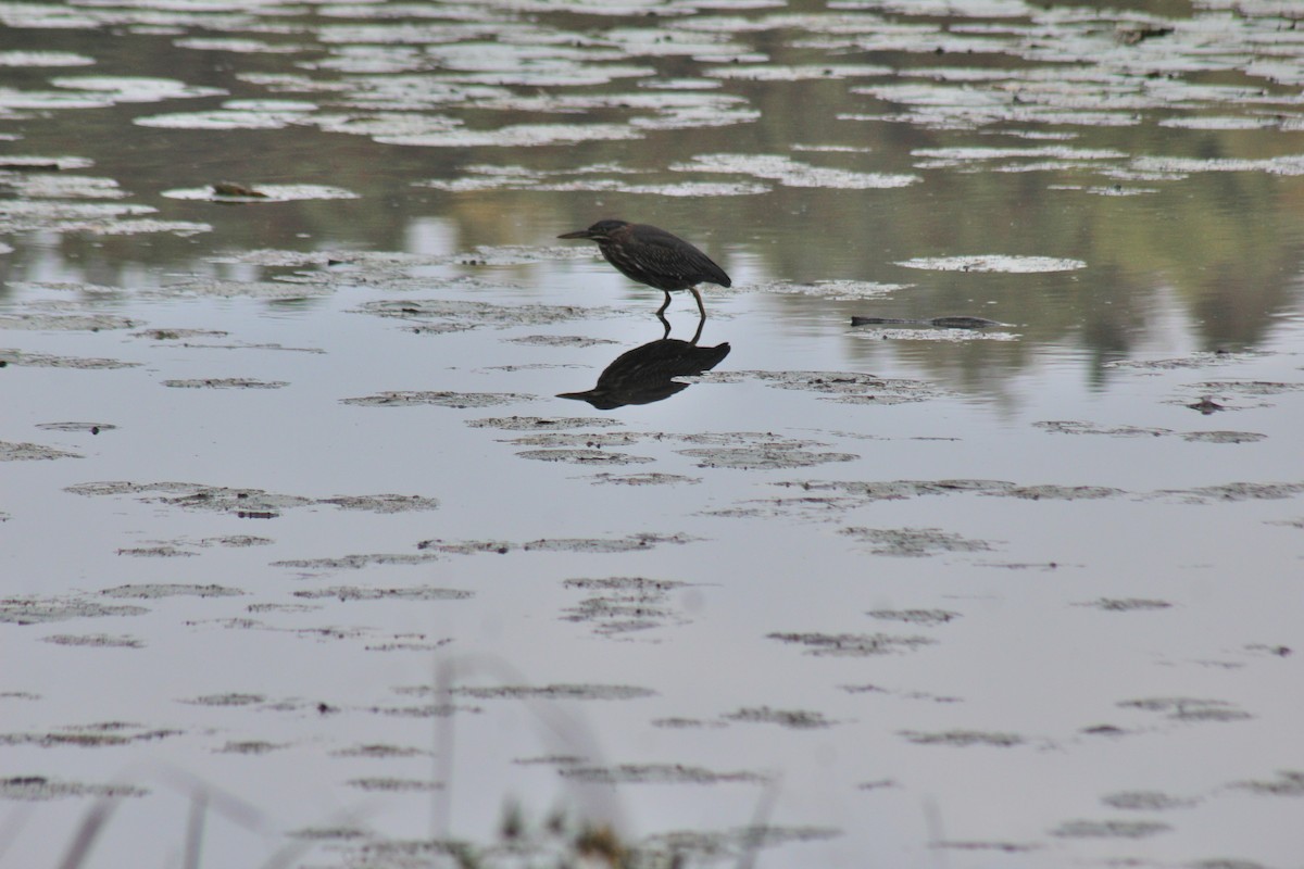 Зеленоспинная цапля - ML644497546