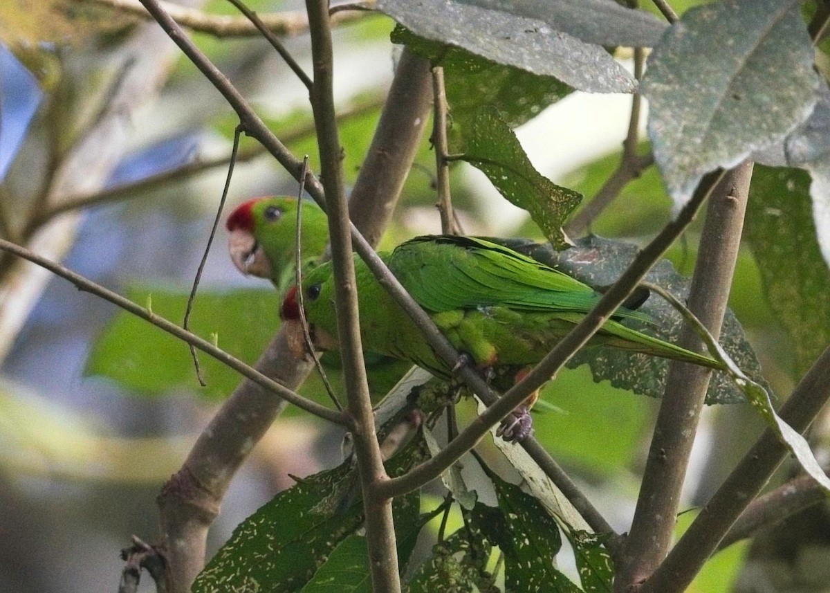 Scarlet-fronted Parakeet - ML644497547