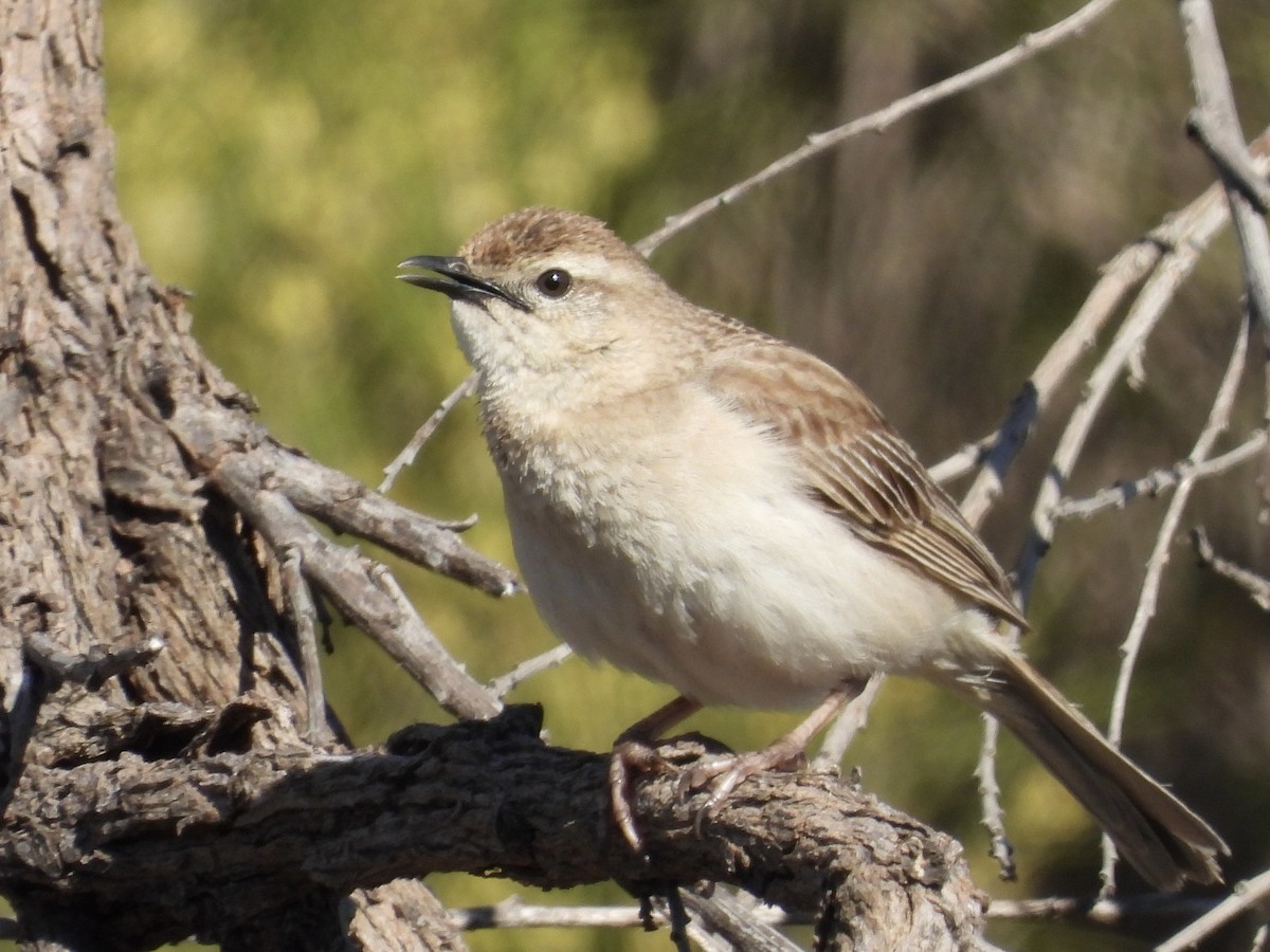 rustgumplerkesanger - ML644497575