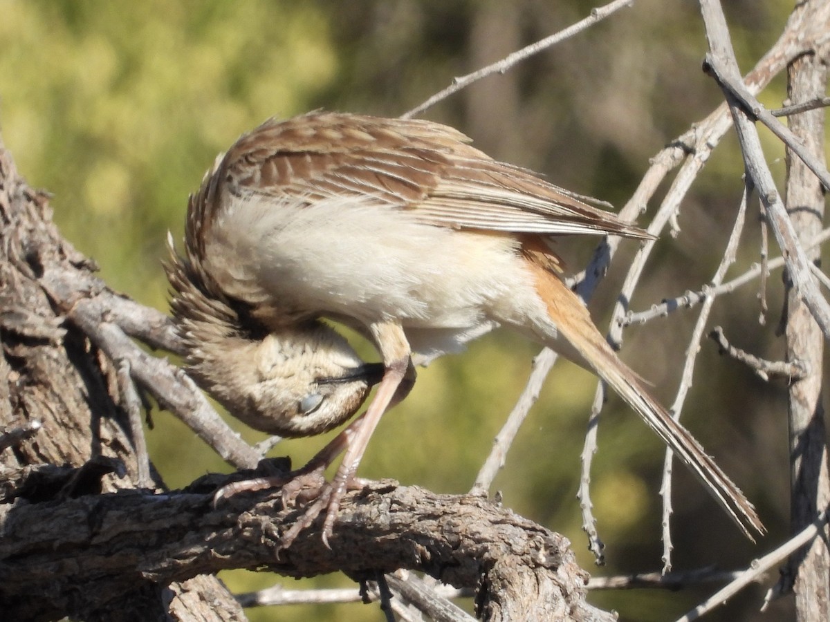 rustgumplerkesanger - ML644497576