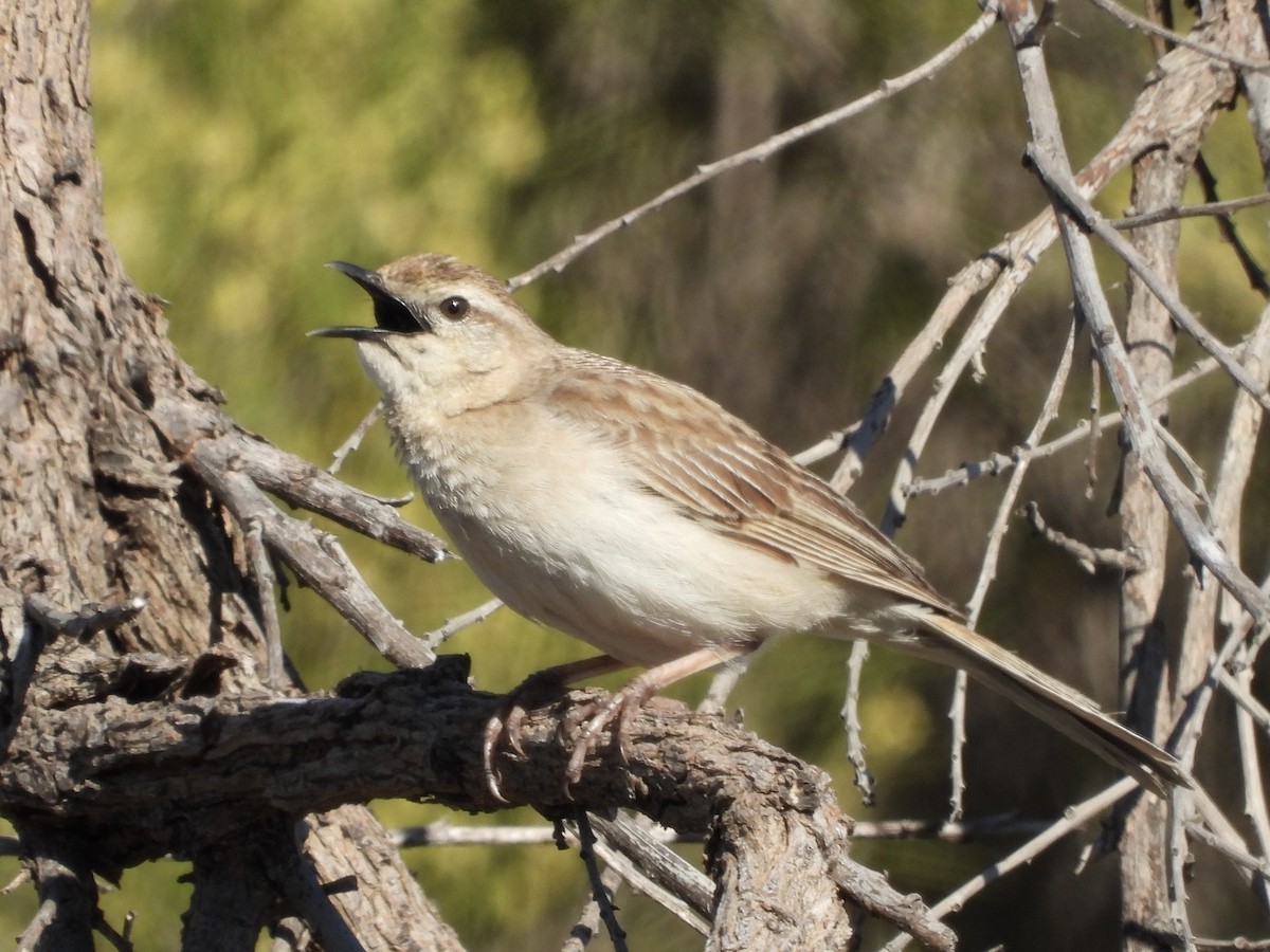 rustgumplerkesanger - ML644497577