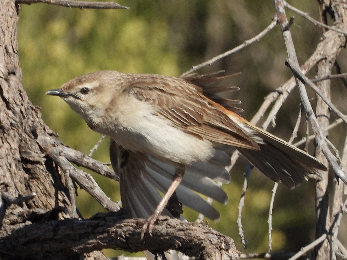 rustgumplerkesanger - ML644497578