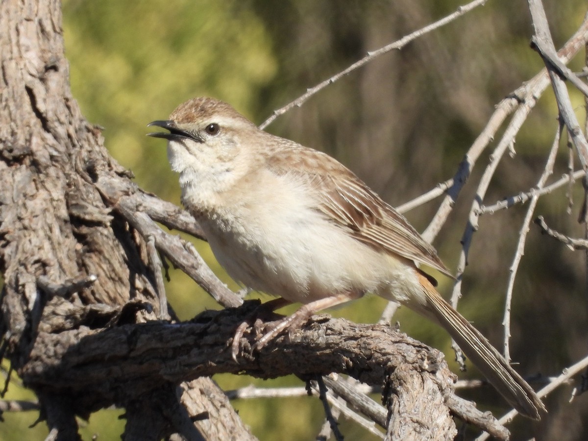 rustgumplerkesanger - ML644497579