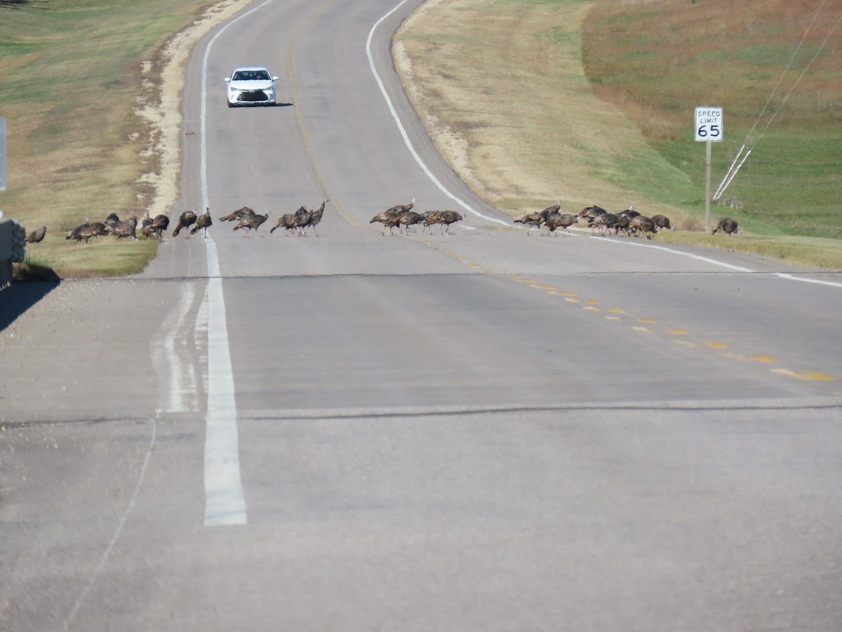 Wild Turkey - ML644497593