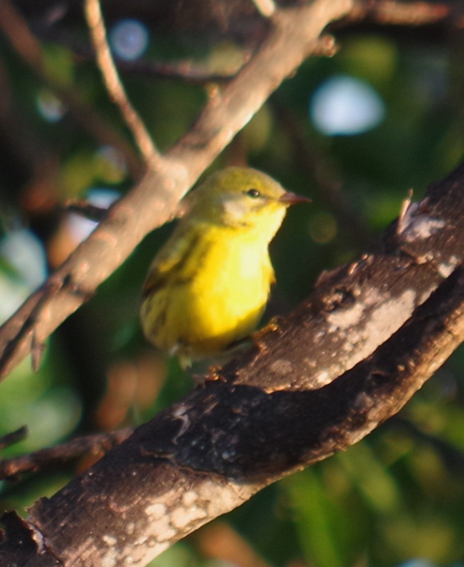 Прерийная древесница - ML644497604