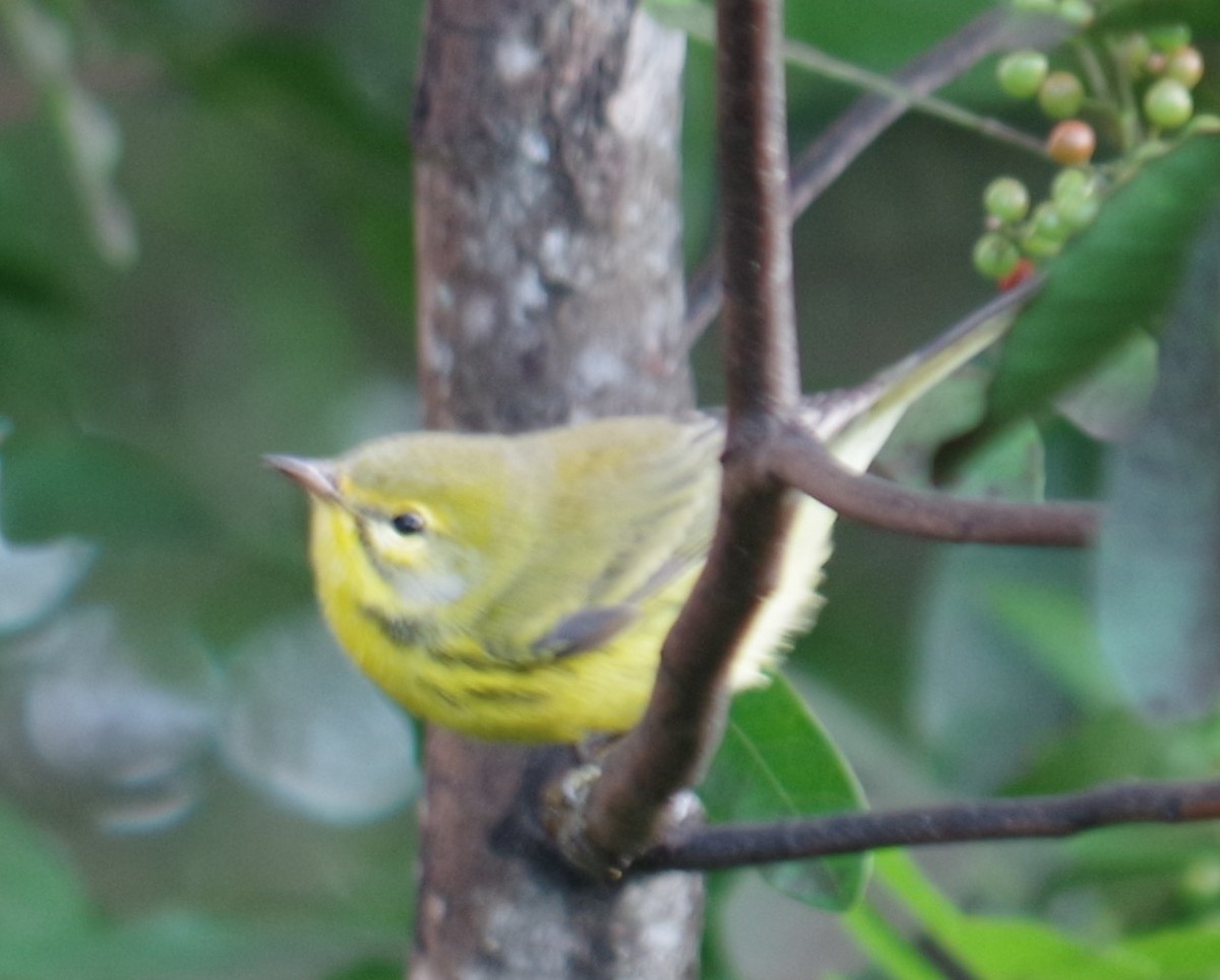 Прерийная древесница - ML644497605