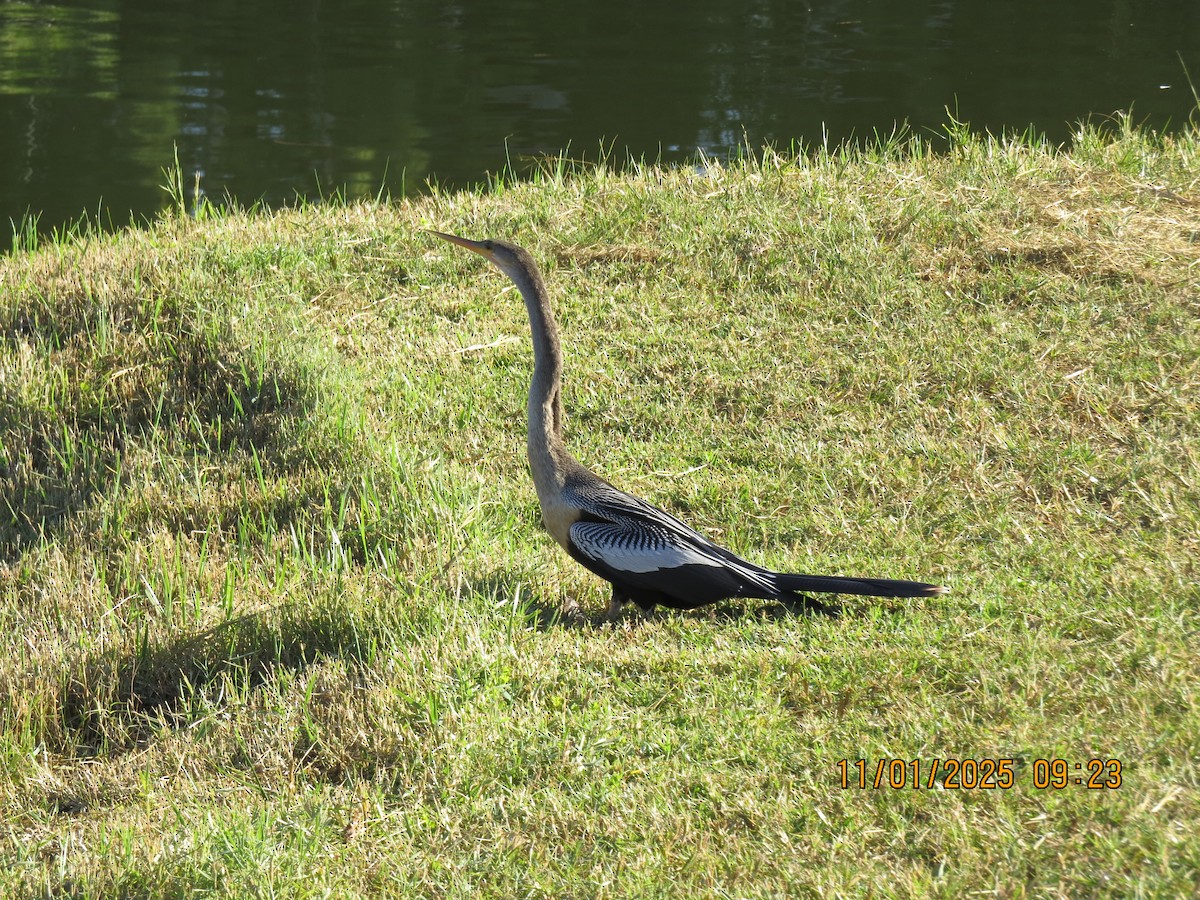 Anhinga - ML644497606