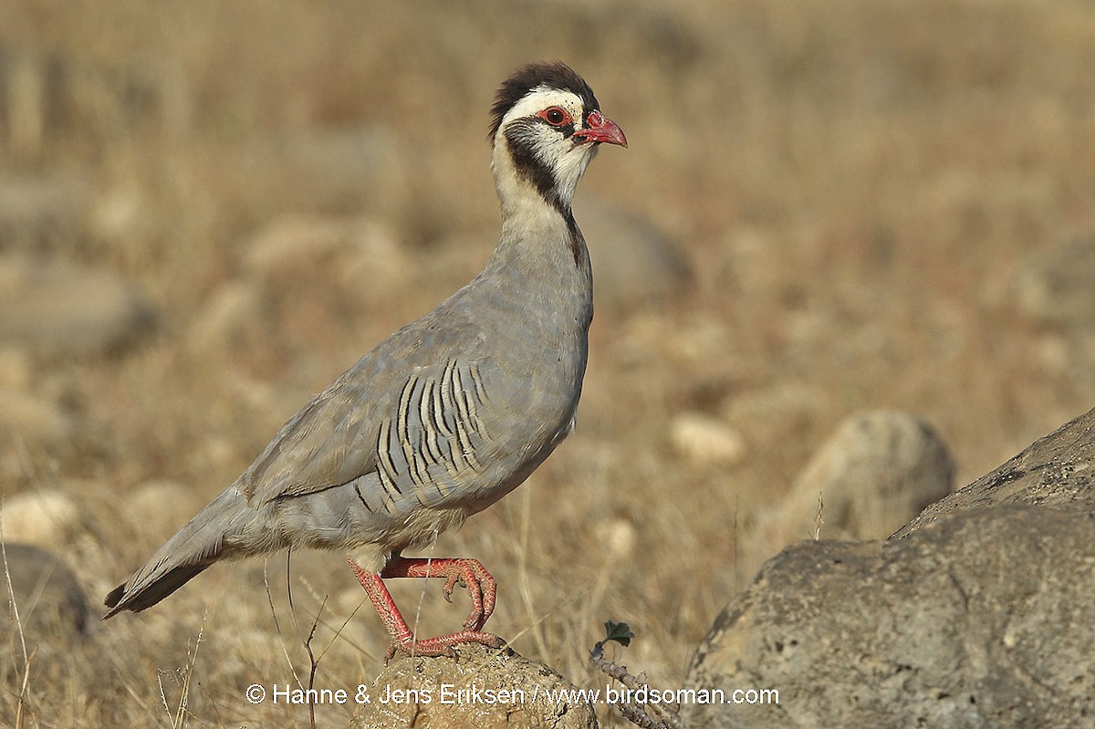 Arabian Partridge - Jens Eriksen