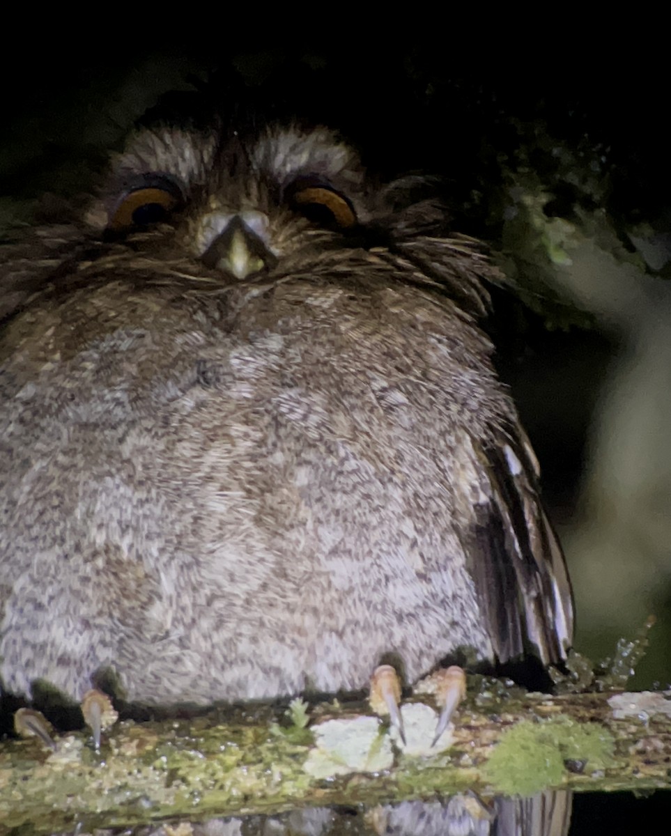 Mochuelo Peludo - ML644497611