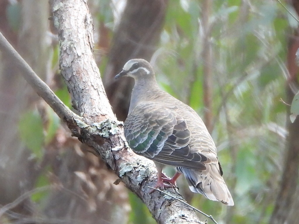 Common Bronzewing - ML644497613