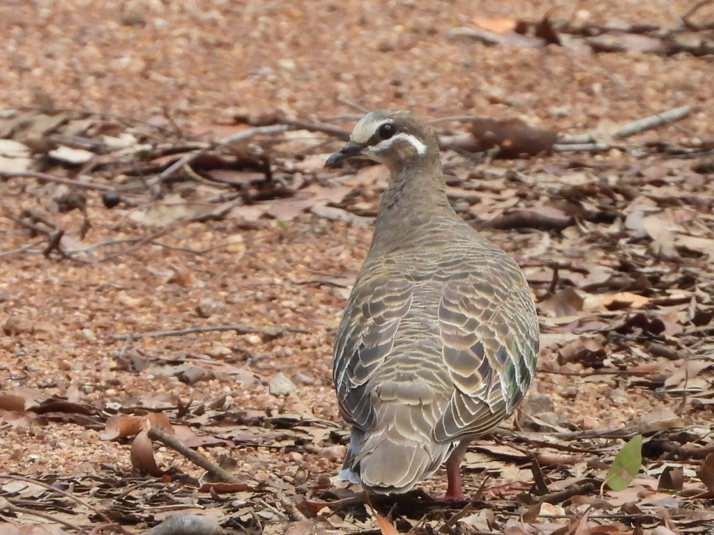 Common Bronzewing - ML644497614