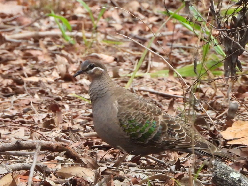 Common Bronzewing - ML644497615