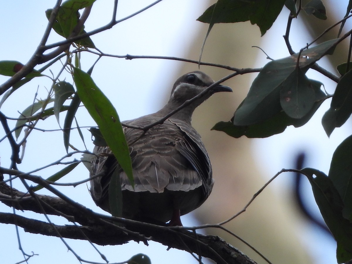 Common Bronzewing - ML644497616