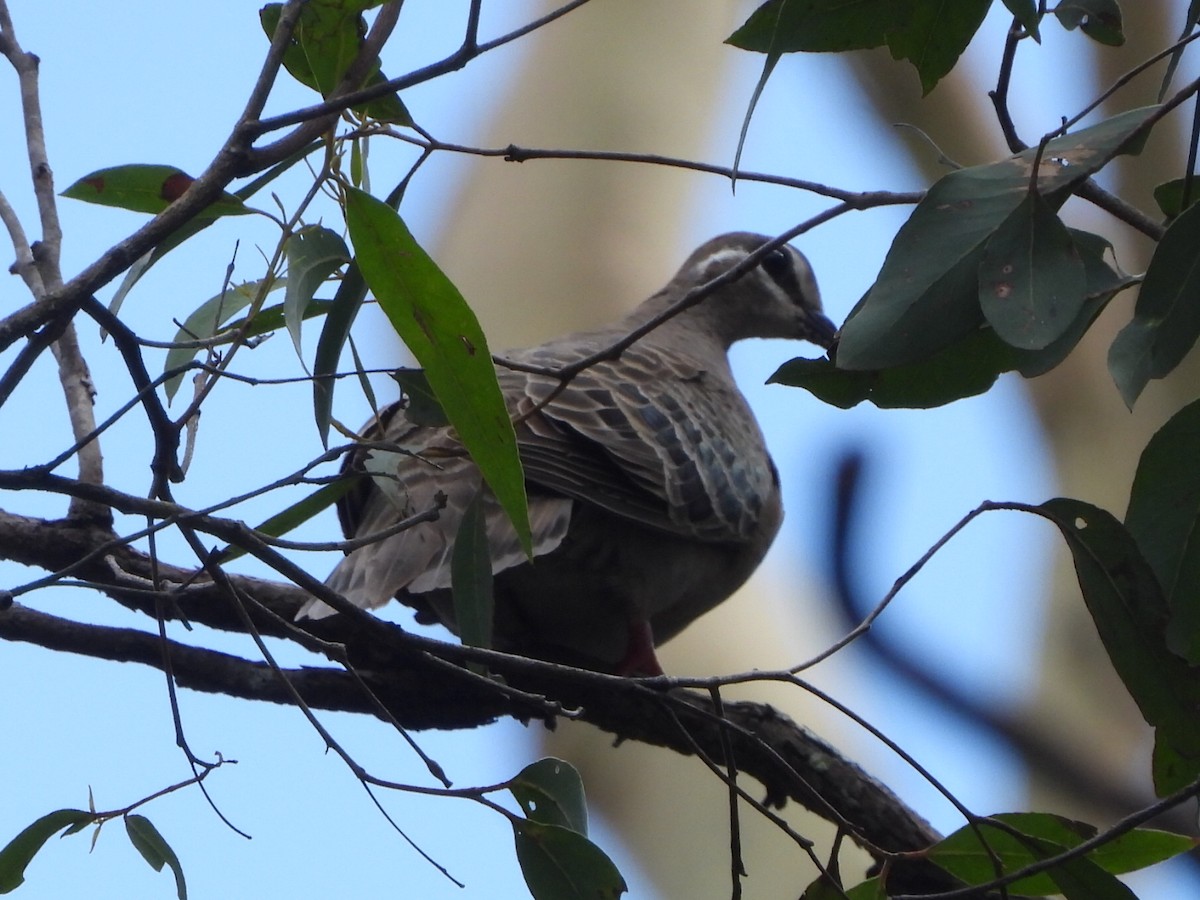 Common Bronzewing - ML644497617