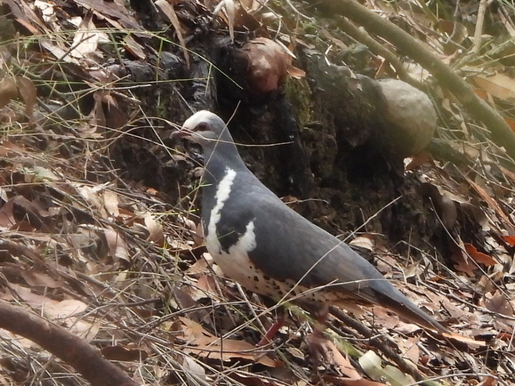 Wonga Pigeon - ML644497621