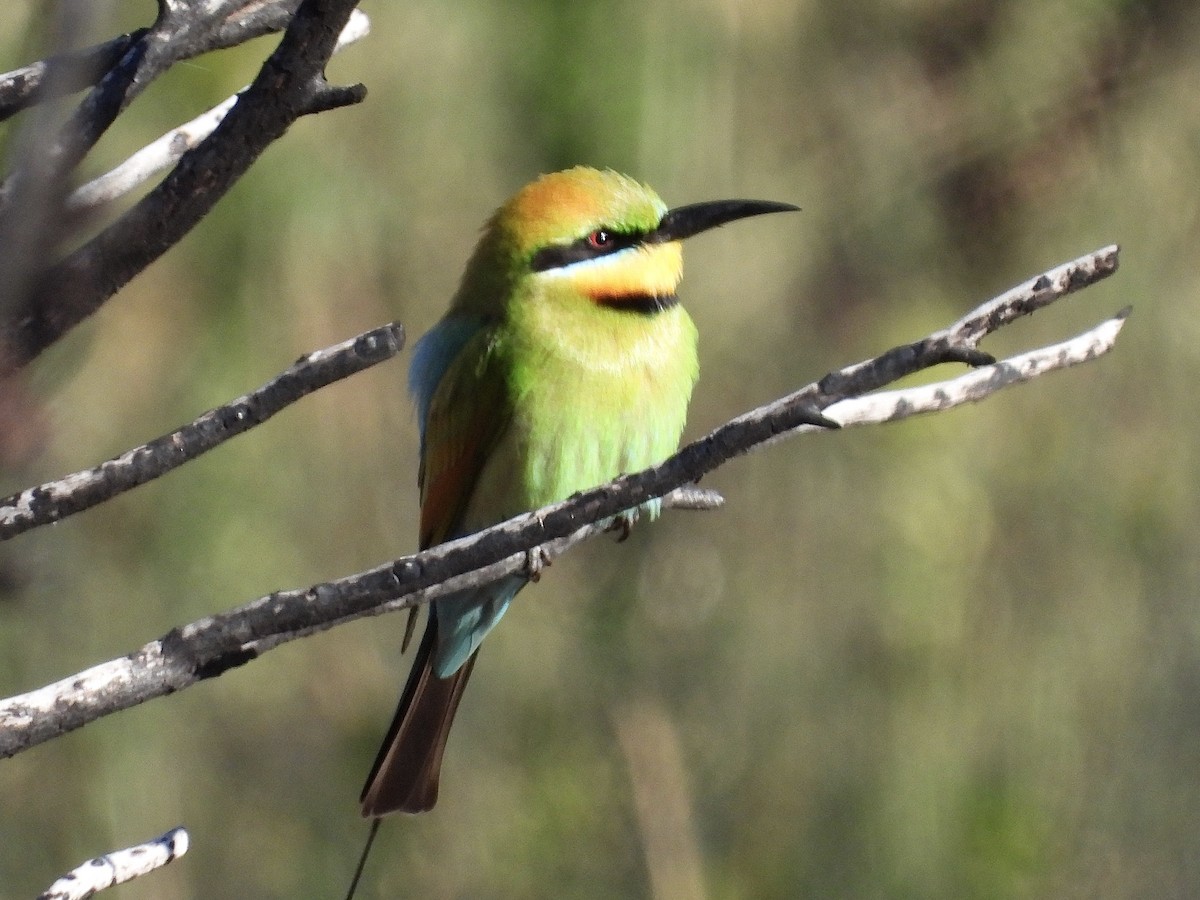 彩虹蜂虎 - ML644497624