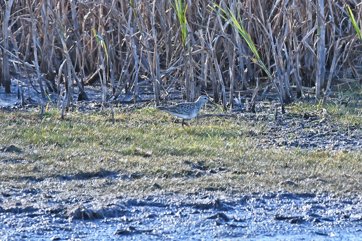 Орог элсэг - ML644497630