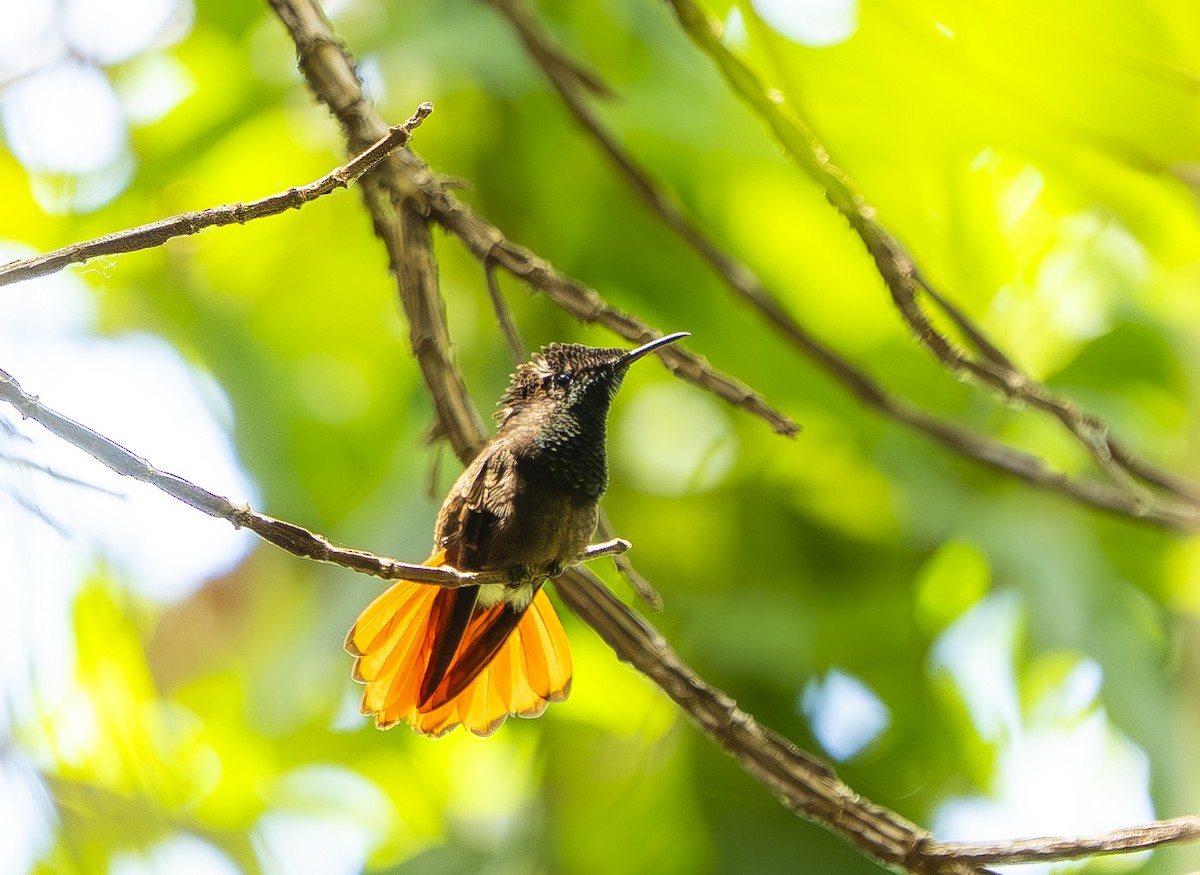 ルビートパーズハチドリ - ML644497632