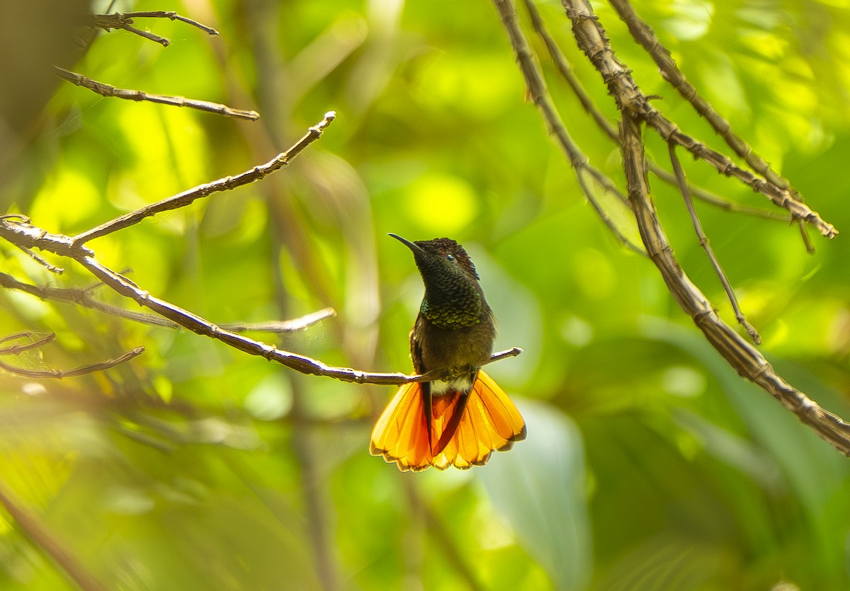 ルビートパーズハチドリ - ML644497634