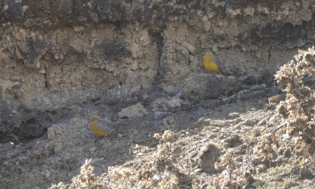 キゴシキンノジコ - ML644497637