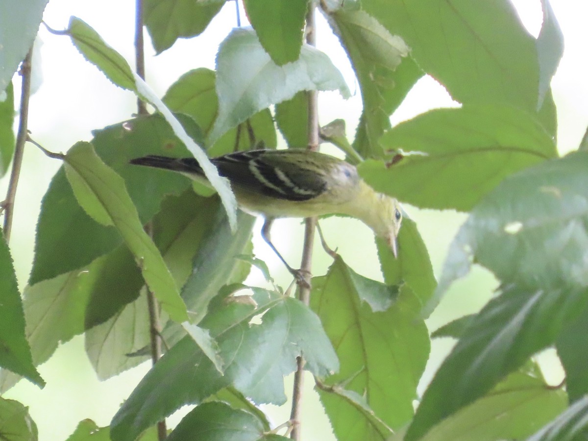 Kestane Gerdanlı Ötleğen - ML644497638