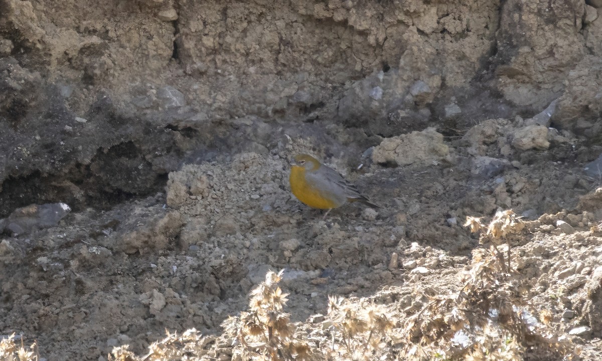 キゴシキンノジコ - ML644497639