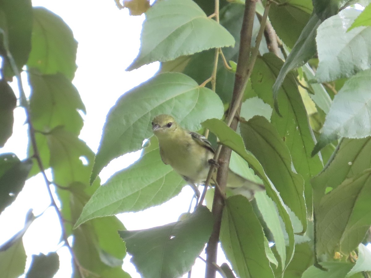 Kestane Gerdanlı Ötleğen - ML644497640