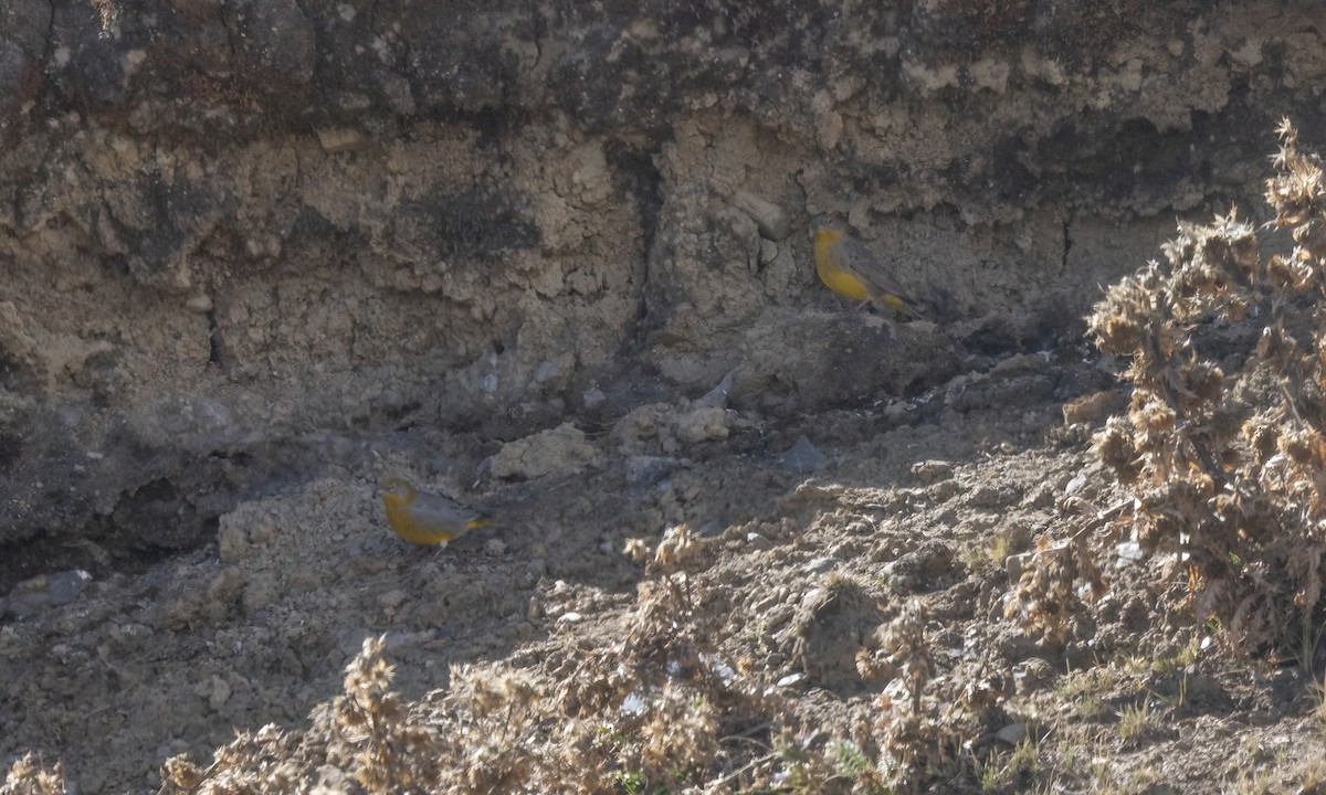 キゴシキンノジコ - ML644497641