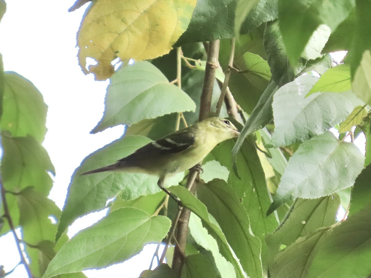 Kestane Gerdanlı Ötleğen - ML644497642