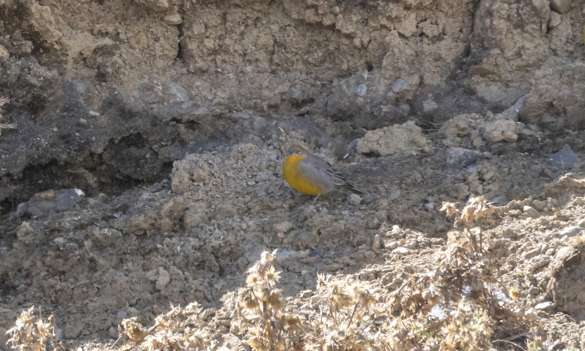 キゴシキンノジコ - ML644497643