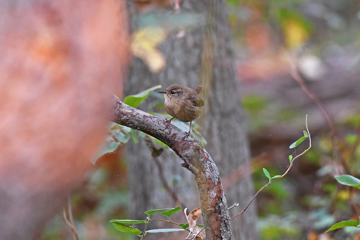 Winter Wren - ML644497645