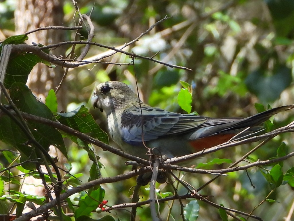 ホオアオサメクサインコ - ML644497649