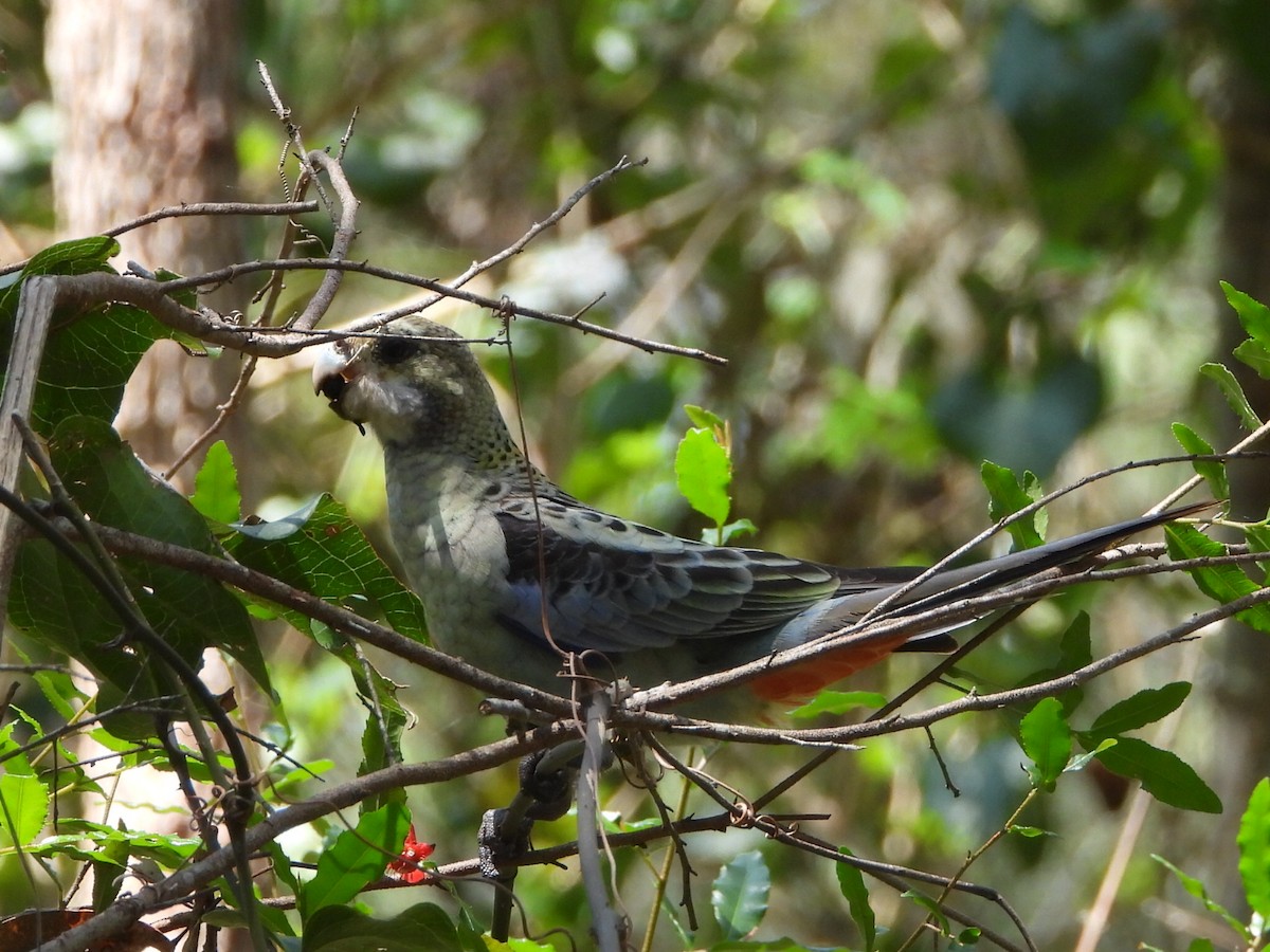 ホオアオサメクサインコ - ML644497650