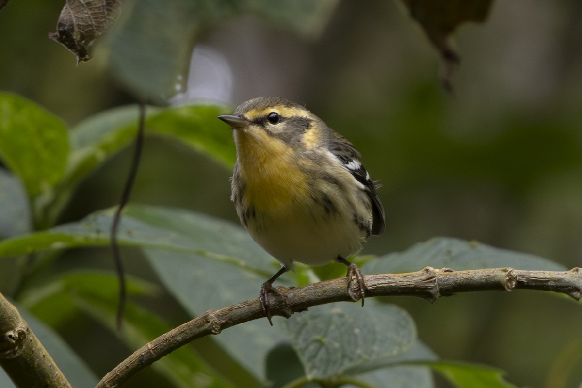 Turuncu Boğazlı Ötleğen - ML644497651