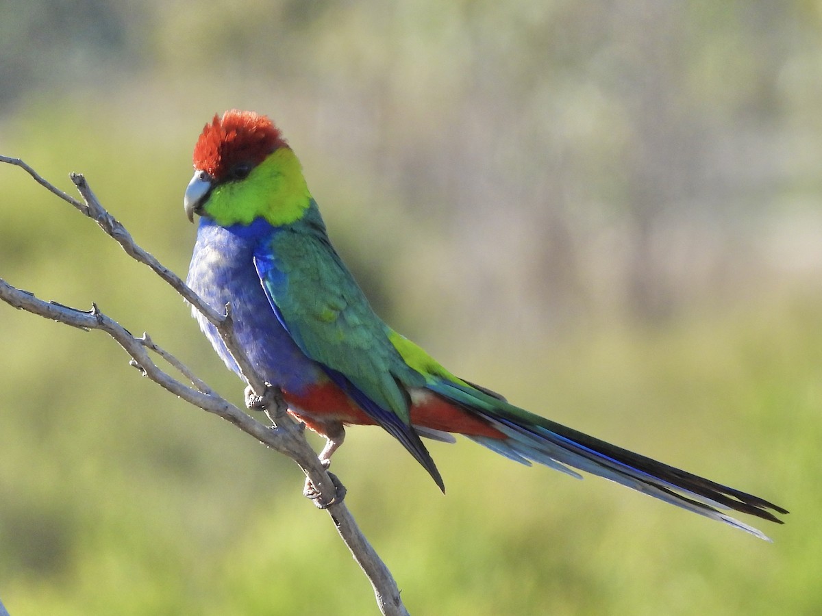 Red-capped Parrot - ML644497652