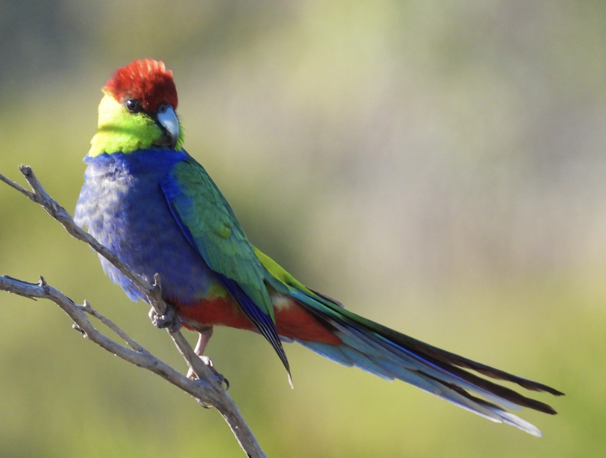 Red-capped Parrot - ML644497653